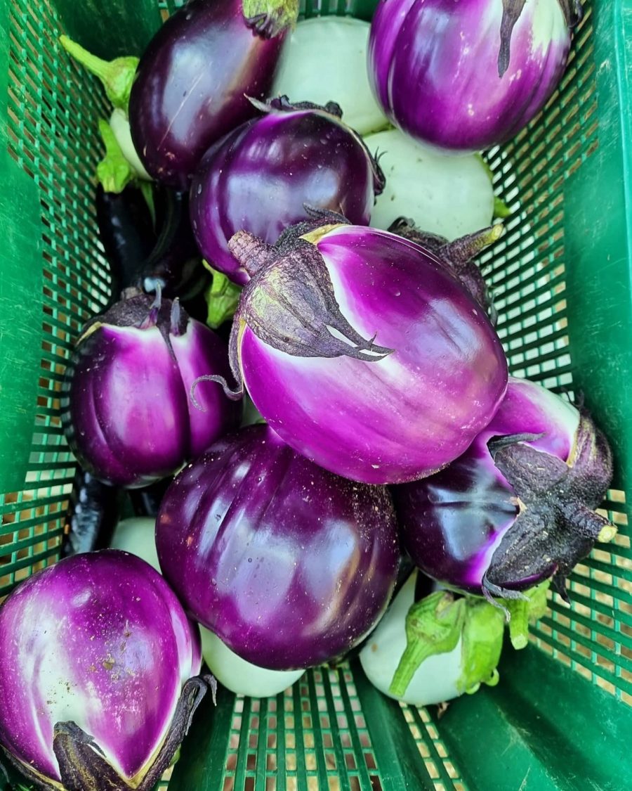 melanzane_ortomangione